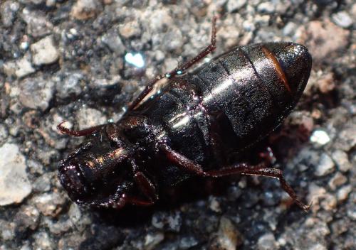Selatosomus latus